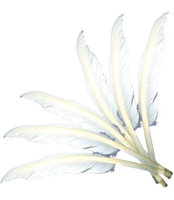 Quill Feathers White-10/pk