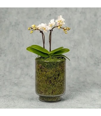 Moss