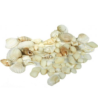 Bucket O' Seashells – White, 10 oz.