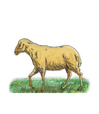 Heavy Cardstock Cutout Image - Sheep 