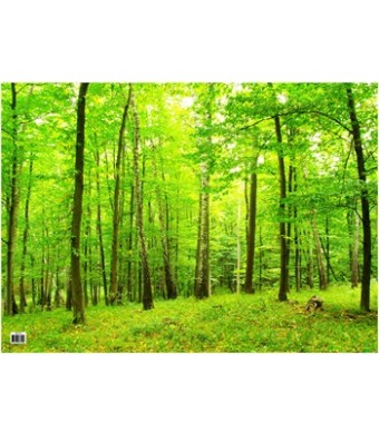 Forest Oaktag