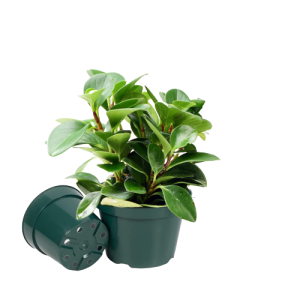 Plastic Flower Pot 3 ½" - Green 10/pk