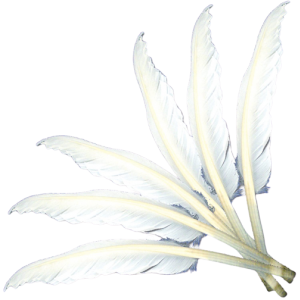 Quill Feathers White-10/pk