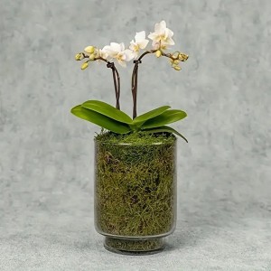 Moss