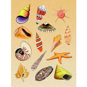 Stickers – Sea Shells, 25 sheets