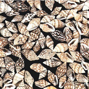 Genuine Mini Natural Seashells