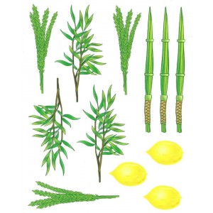 Arba Minim Stickers – 10 Sheets Jewish Holiday Craft Stickers for Sukkot Classroom Activities & Kids Crafts