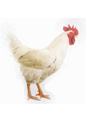 Large Kapporah/ Rooster Cutout 