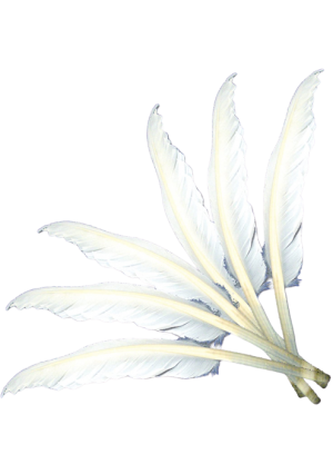 Quill Feathers White-10/pk
