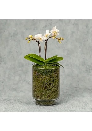 Moss