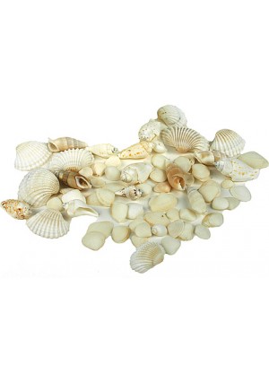 Bucket O' Seashells – White, 10 oz.