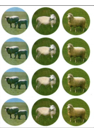 Round Sheep Stickers 1.5" – 10 Pack, Kids Animal Reward Stickers for Classroom, Crafts & Passover Activities